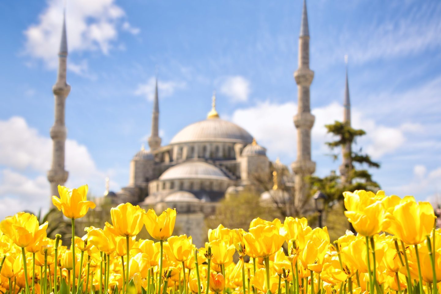 Festival de los Tulipanes en Estambul - En frente de la Mezquita Azul