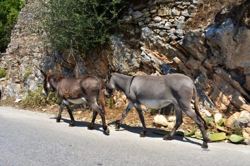 Donkeys observing the rules of traffic