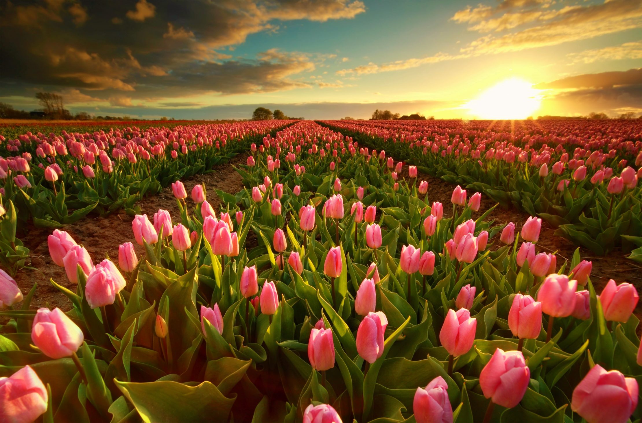 Tulip fields, Netherlands