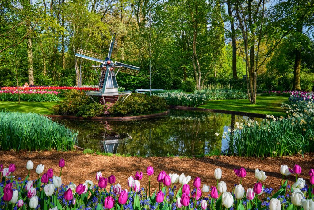 You won't see this in Amsterdam - Keukenhof gardens
