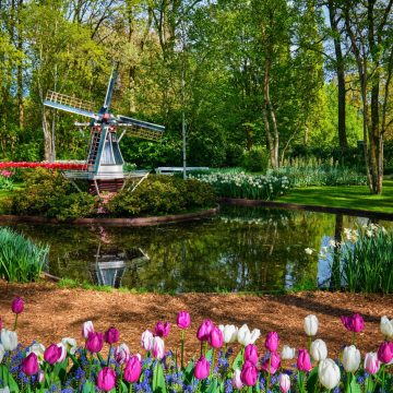 You won't see this in Amsterdam - Keukenhof gardens