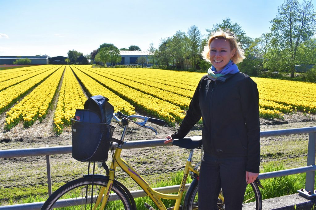 Bike trip among the tulip fields in Noordwijkerhout in the Netherlands