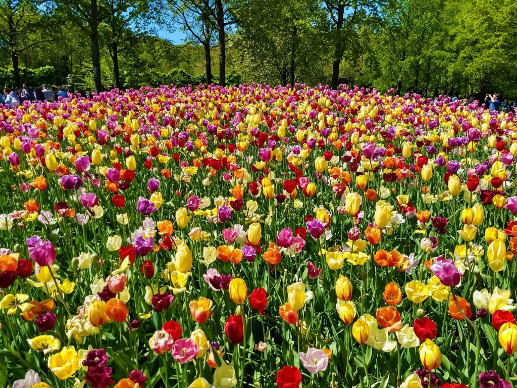 Tulip Fields in the Netherlands - When & Where (2023)