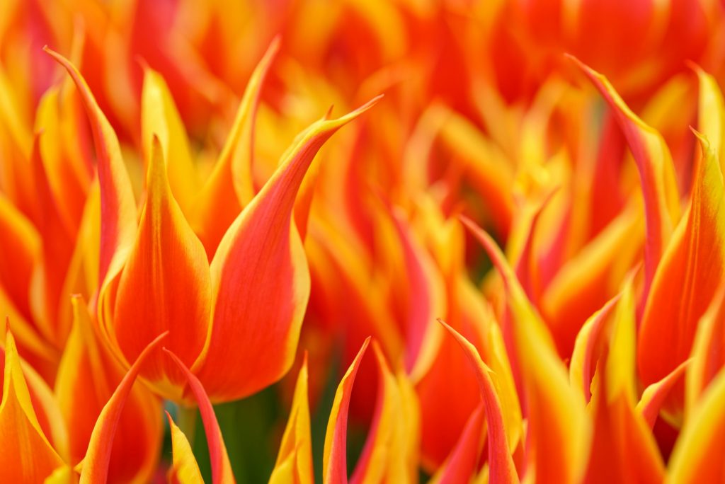 Rare tulip species were worth a fortune during the Tulip Mania