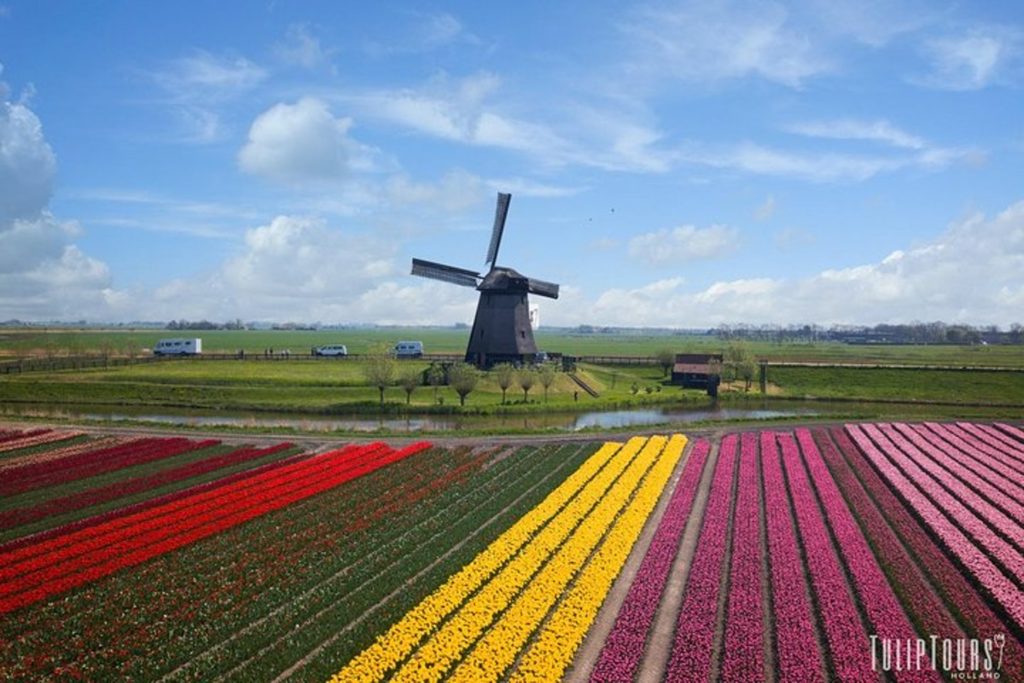 See the most iconic Dutch view! Photo by Tulip Tours Holland 