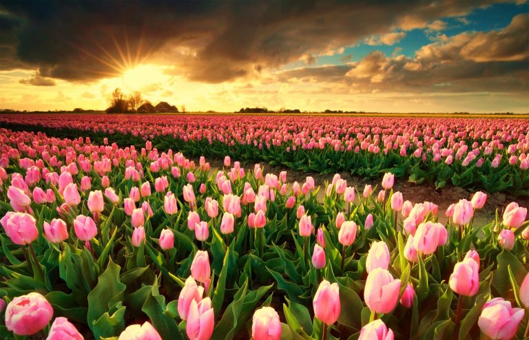 Tulip Fields in the Netherlands - When & Where (2023)