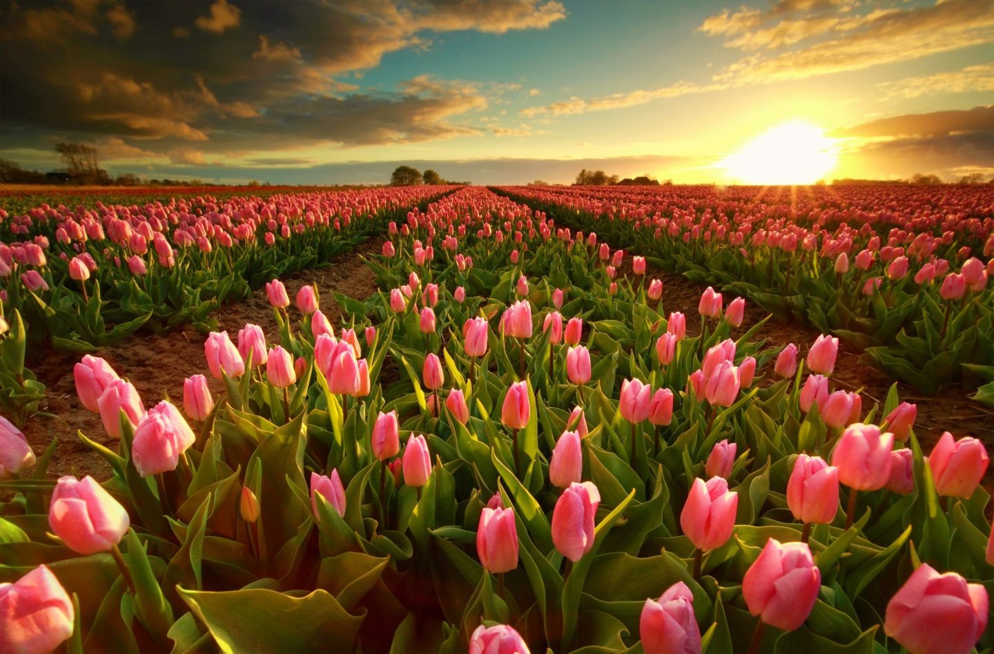 Campos de Tulipanes cerca de Lisse
