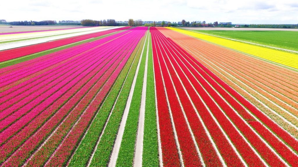 Cuándo y Dónde Ver los Campos de Tulipanes de Holanda (2022)