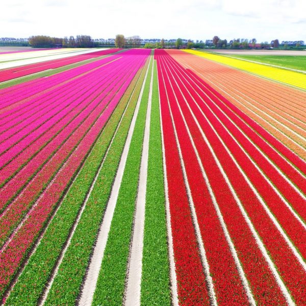 Cuándo y Dónde Ver los Campos de Tulipanes de Holanda (2023)