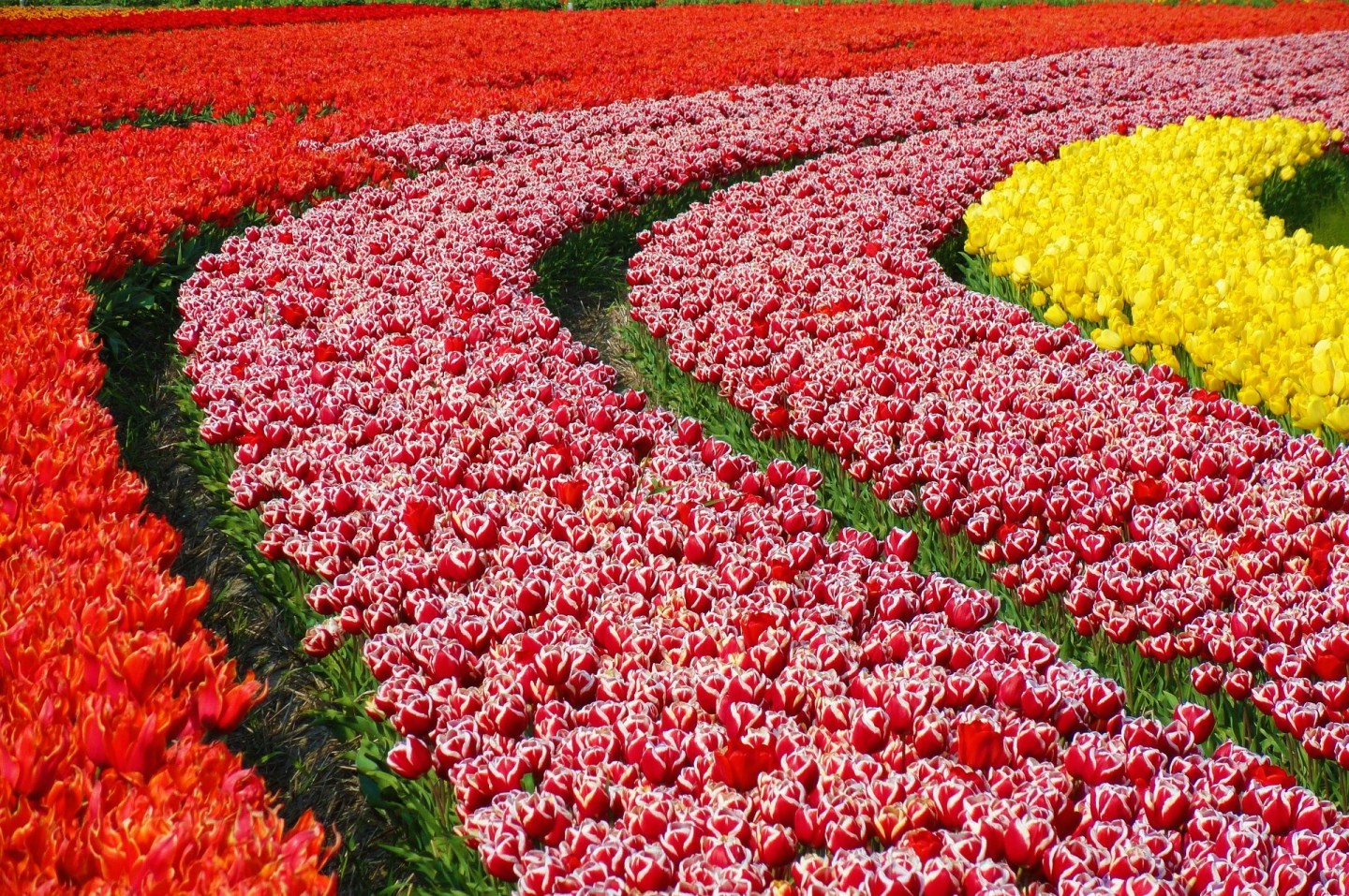 Campos de Tulipanes en plena Floración