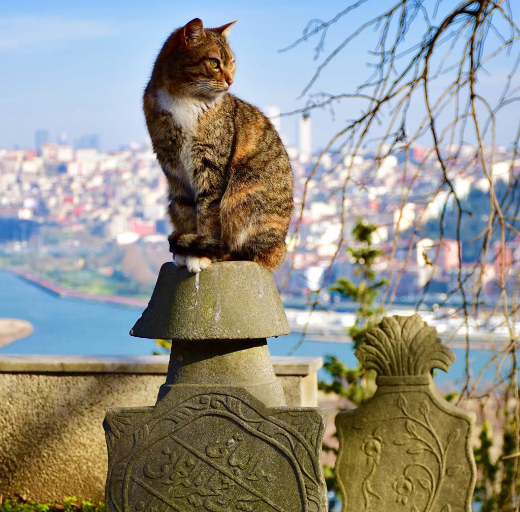 Cats of Istanbul lead a pleasant life