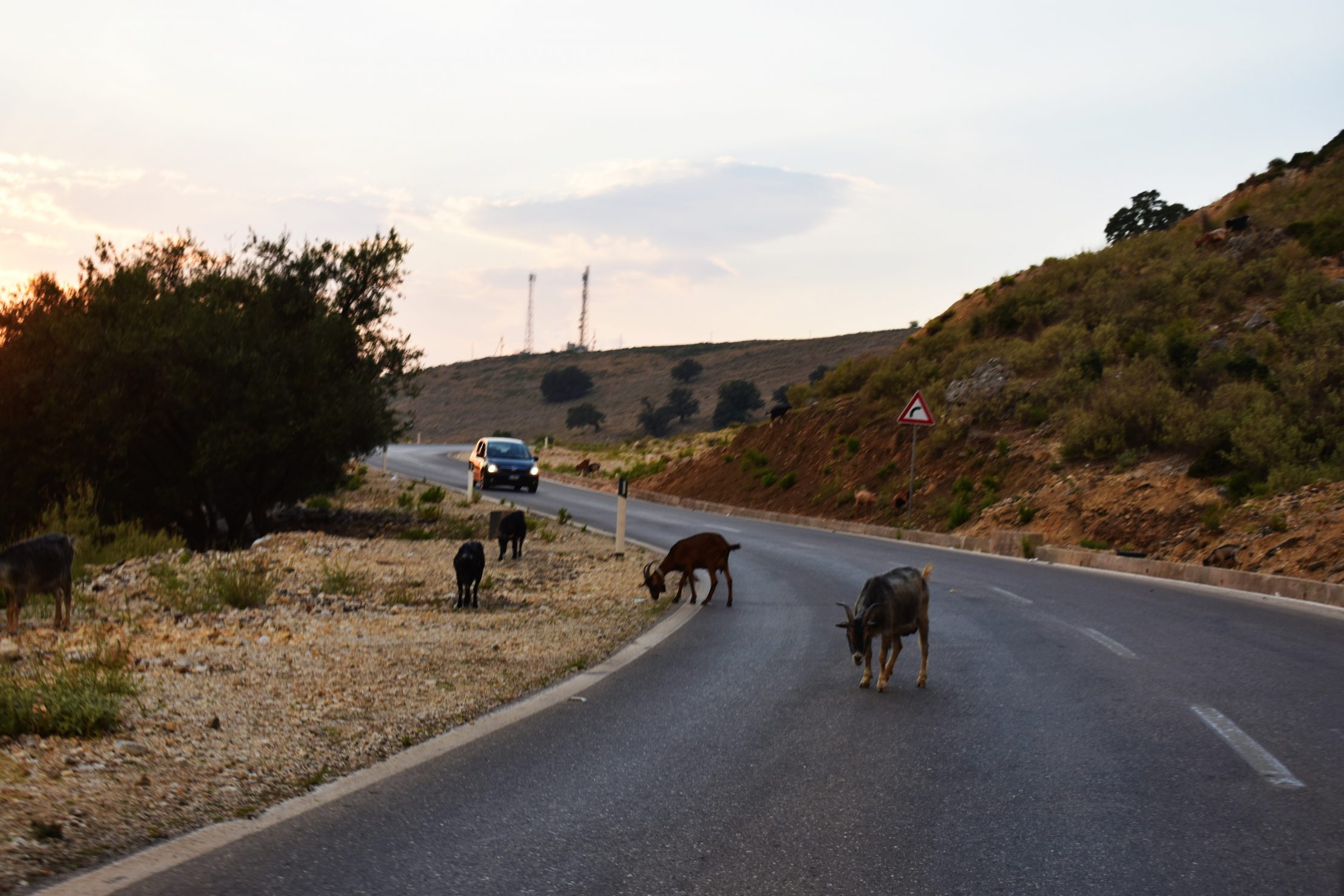 Goats on the Road - 2
