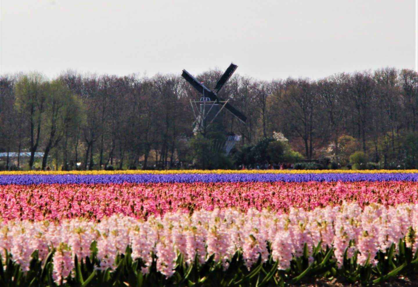 El molino de viento en Keukenhof es uno de los pocos que se pueden ver entre los campos de jacintos y tulipanes.