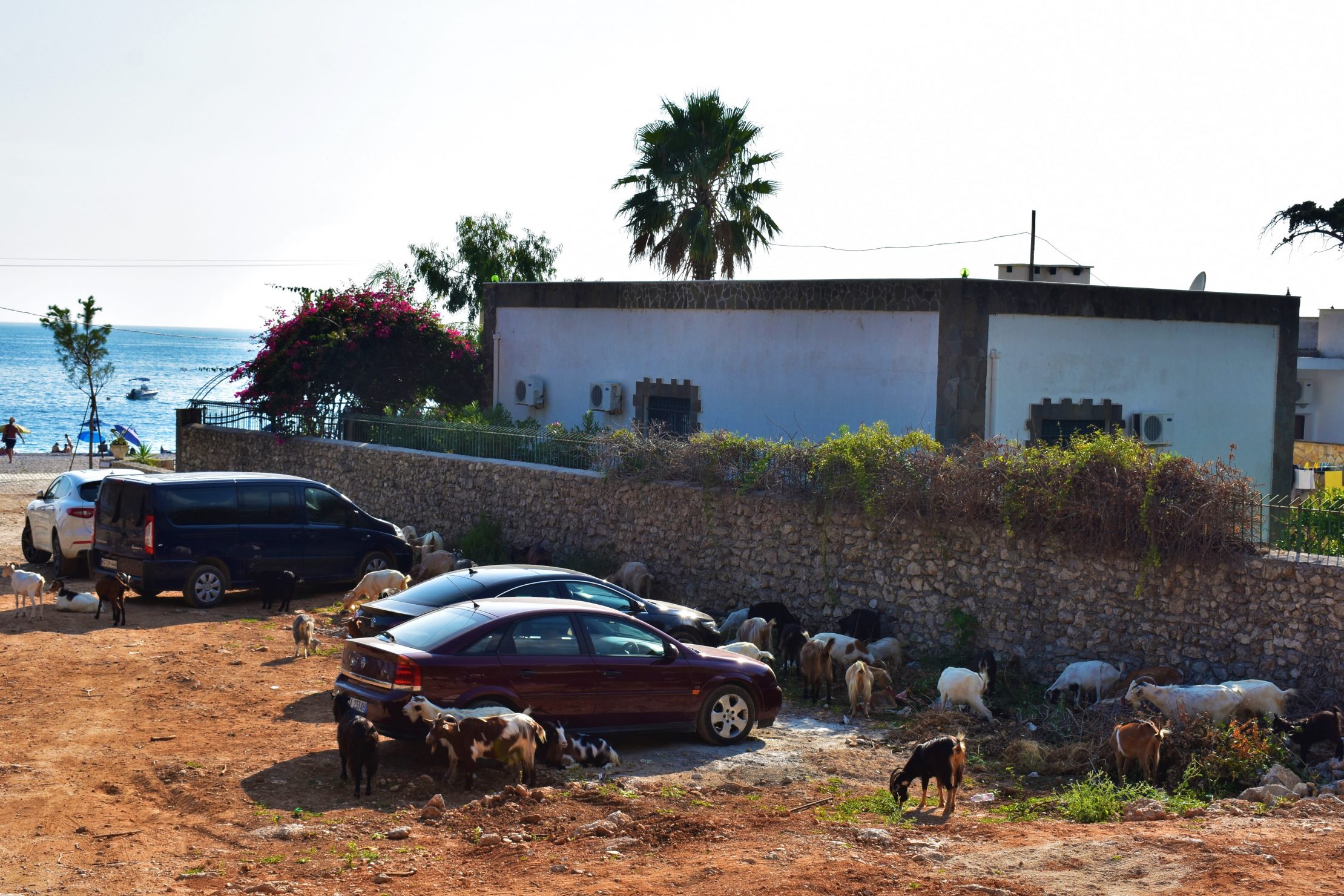 Goats in Albania - Parking Goats Guardians