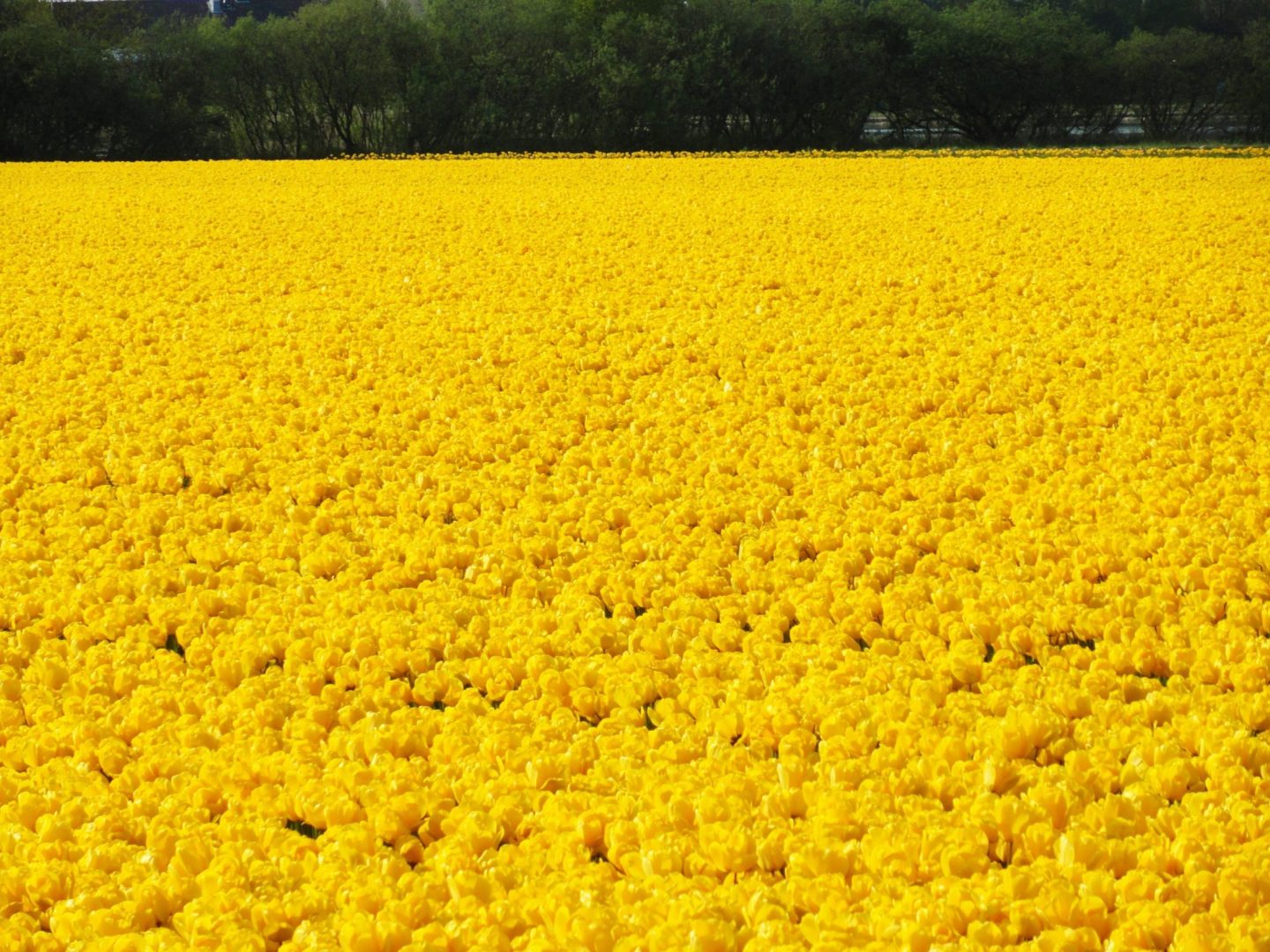 Ruta de los Tulipanes en Flevoland