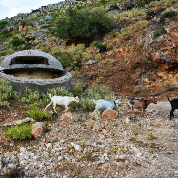 ¡Viva la cabra! El Animal más Característico de Albania