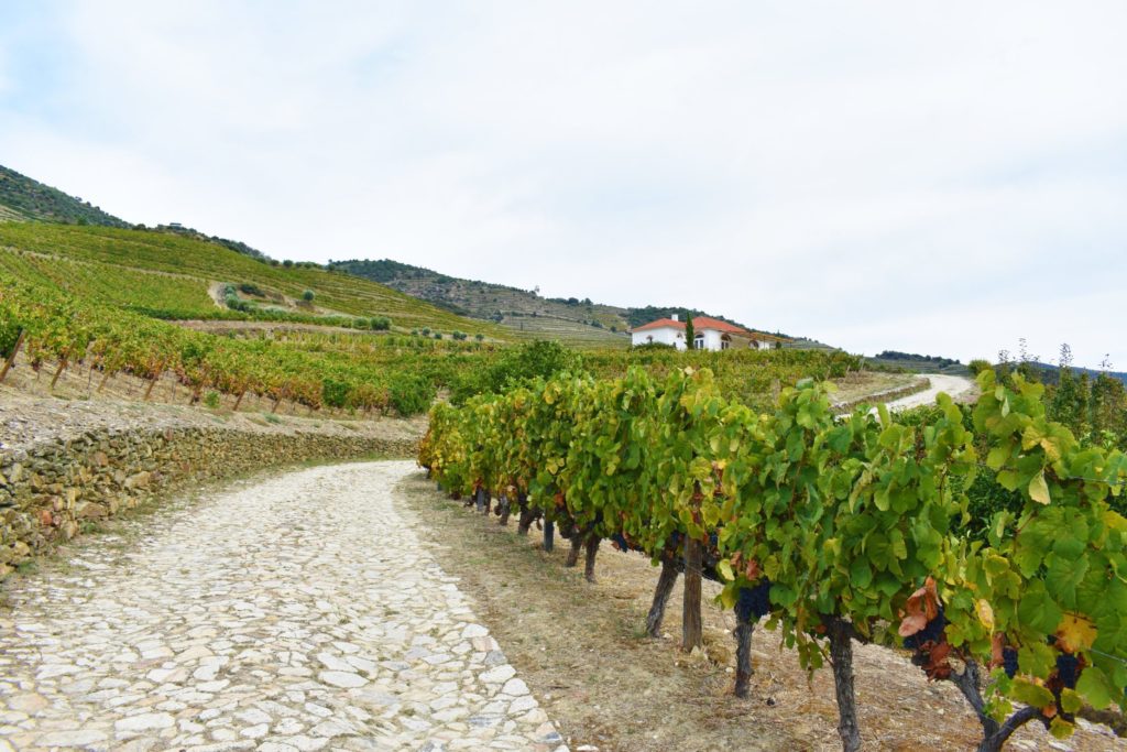 Quinta de Bomfim of Dow's winery offers a visit to its beautiful vast vineyards