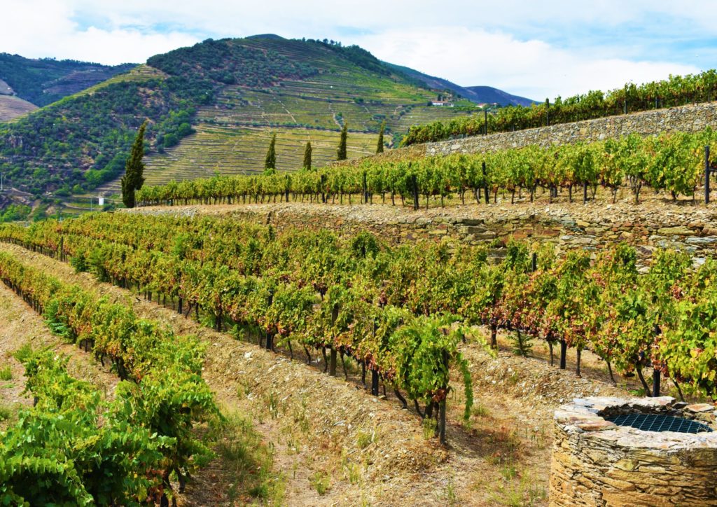 The Douro Valley vineyards - where the port wine is born
