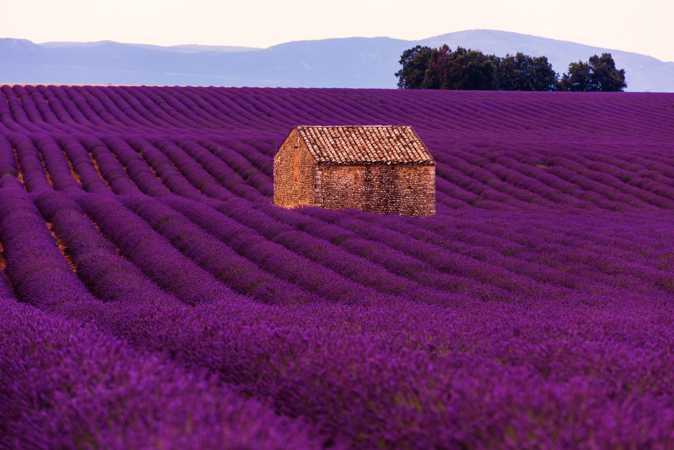 Iconic lavender fields of Provence, France look like an impressionist painting