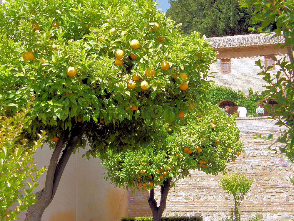 Orange trees in the patio of the Generalife
